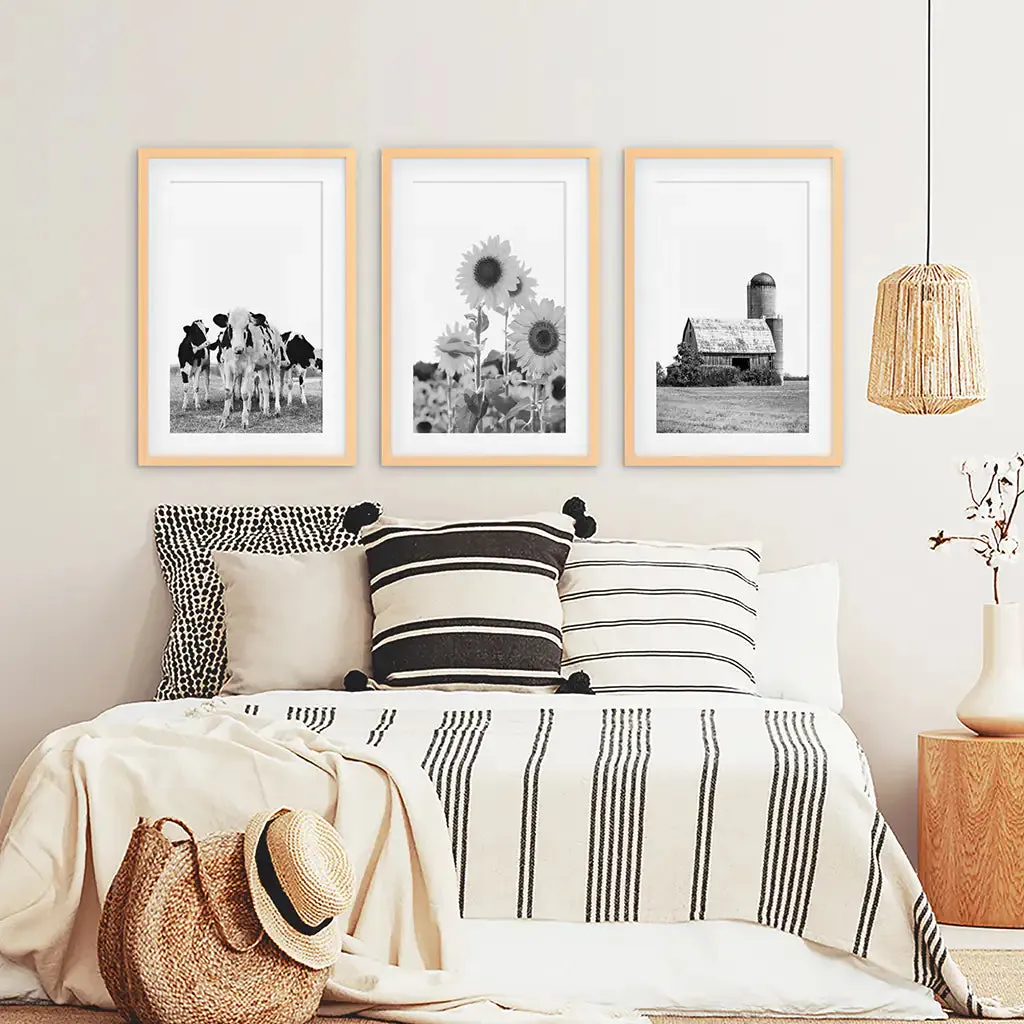 Rustic Black White Wall Art Set. Cows, Sunflowers, Old Barn